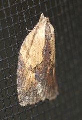 Cryptoptila crypsilopha