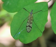Tricyphona