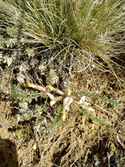 Astragalus testiculatus