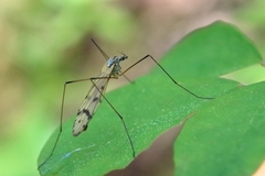 Tricyphona