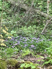 Phlox stolonifera
