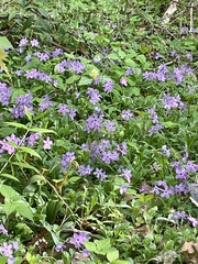 Phlox stolonifera