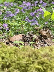 Phlox stolonifera