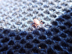 Dermacentor marginatus