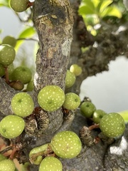 Ficus tremula tremula