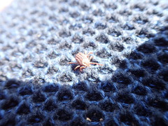 Dermacentor marginatus