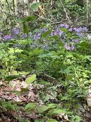 Phlox stolonifera