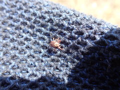 Dermacentor marginatus