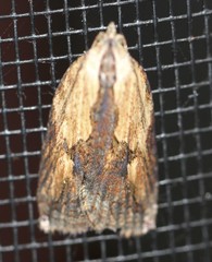 Cryptoptila crypsilopha