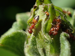Crematogaster castanea arborea