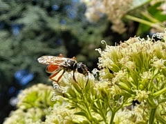 Sphex ichneumoneus