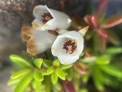 Erica depressa