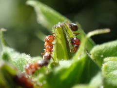 Crematogaster castanea arborea