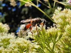 Sphex ichneumoneus