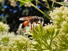 Sphex ichneumoneus