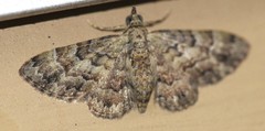 Gymnoscelis lophopus