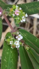 Euphorbia hypericifolia