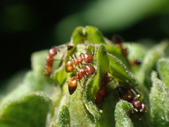 Crematogaster castanea arborea