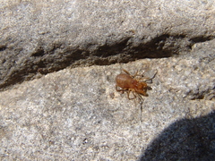 Holoscotolemon lessiniense