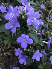 Barleria obtusa