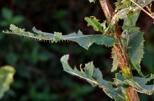 Lactuca image