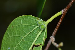 Celticecis pubescens