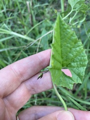 Convolvulus farinosus