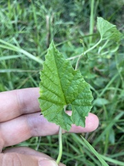 Convolvulus farinosus