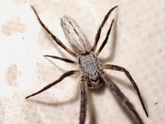 Uloborus walckenaerius