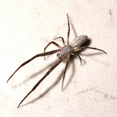 Uloborus walckenaerius