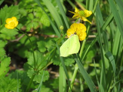 Gonepteryx rhamni