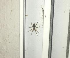 Araneae