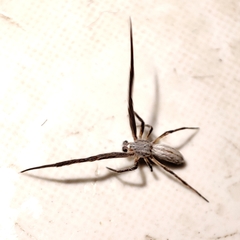 Uloborus walckenaerius