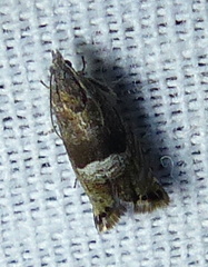 Sereda tautana