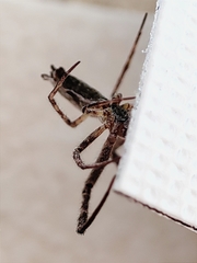 Uloborus walckenaerius