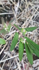 Euphorbia hypericifolia