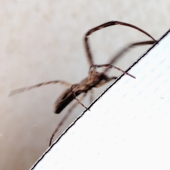 Uloborus walckenaerius