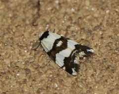 Thallarcha albicollis
