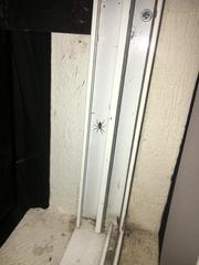 Araneae