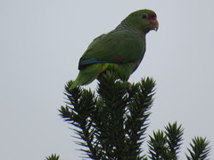 Amazona vinacea