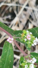 Euphorbia hypericifolia