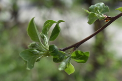 Malus baccata