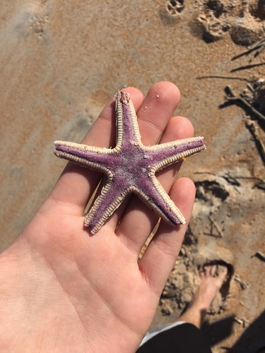 Astropecten articulatus