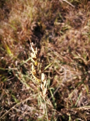 Eragrostis capensis