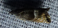 Sereda tautana