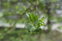 Malus baccata