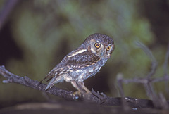 Micrathene whitneyi