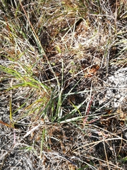 Eragrostis capensis