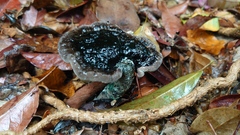 Sanguinoderma rugosum
