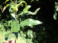 Olea woodiana woodiana